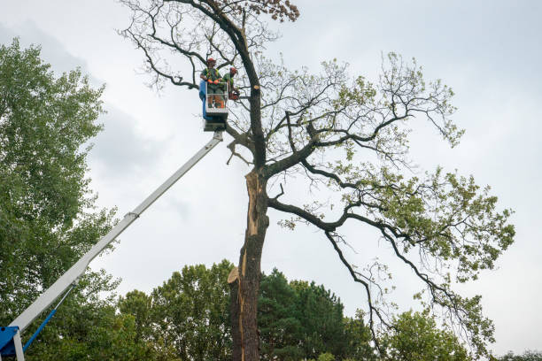Best Tree Trimming and Pruning  in Morris, OK
