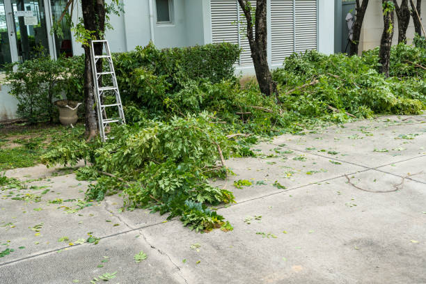 Best Tree Removal  in Morris, OK