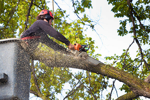 Best Arborist Consultation Services  in Morris, OK