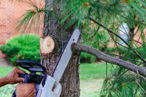 Best Tree Disease Treatment  in Morris, OK
